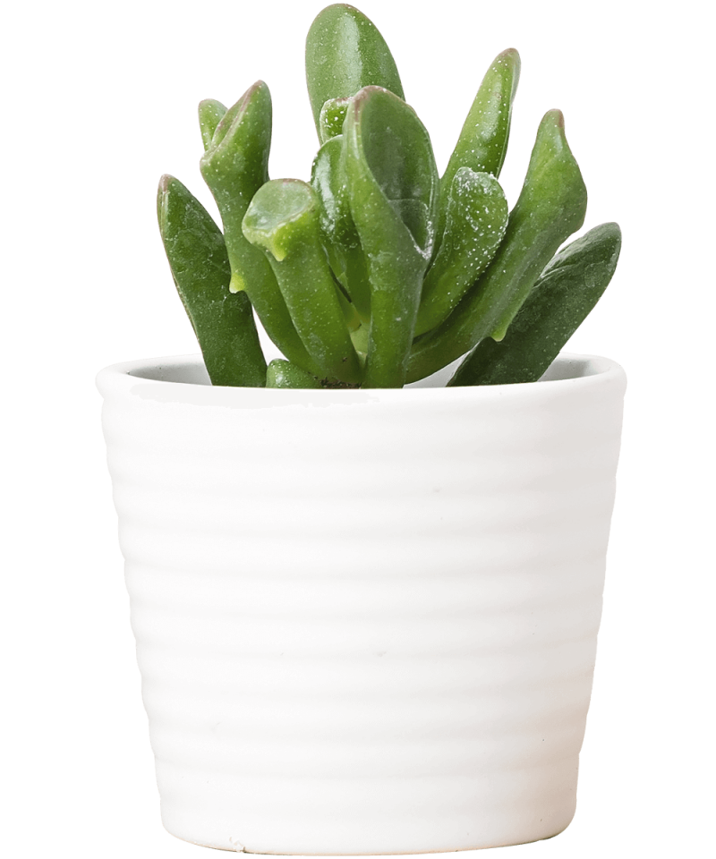 top 10 Succulant Plants in 2025