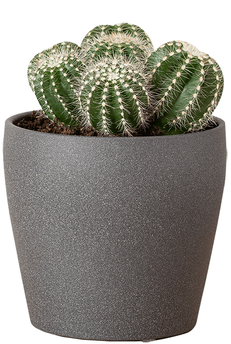 Cactus Plants